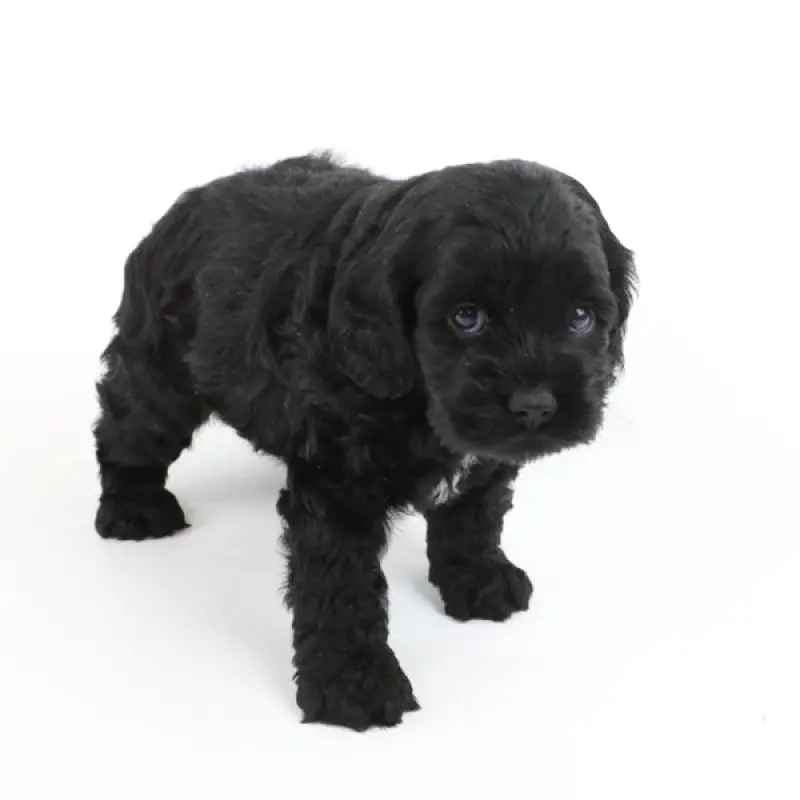 Holly | image 7