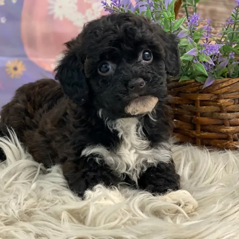 Leah | image 2