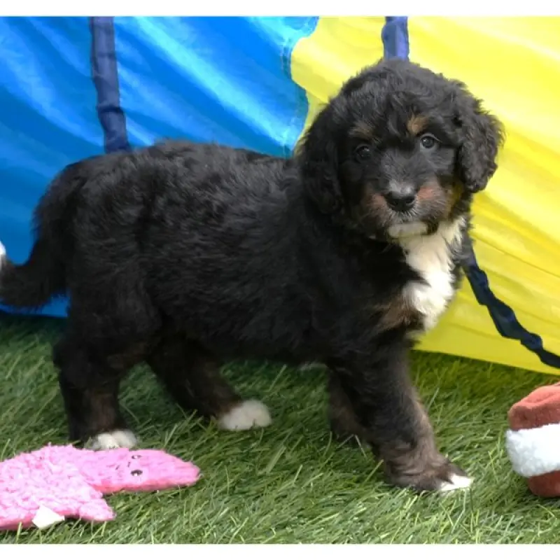 Shelly | image 2