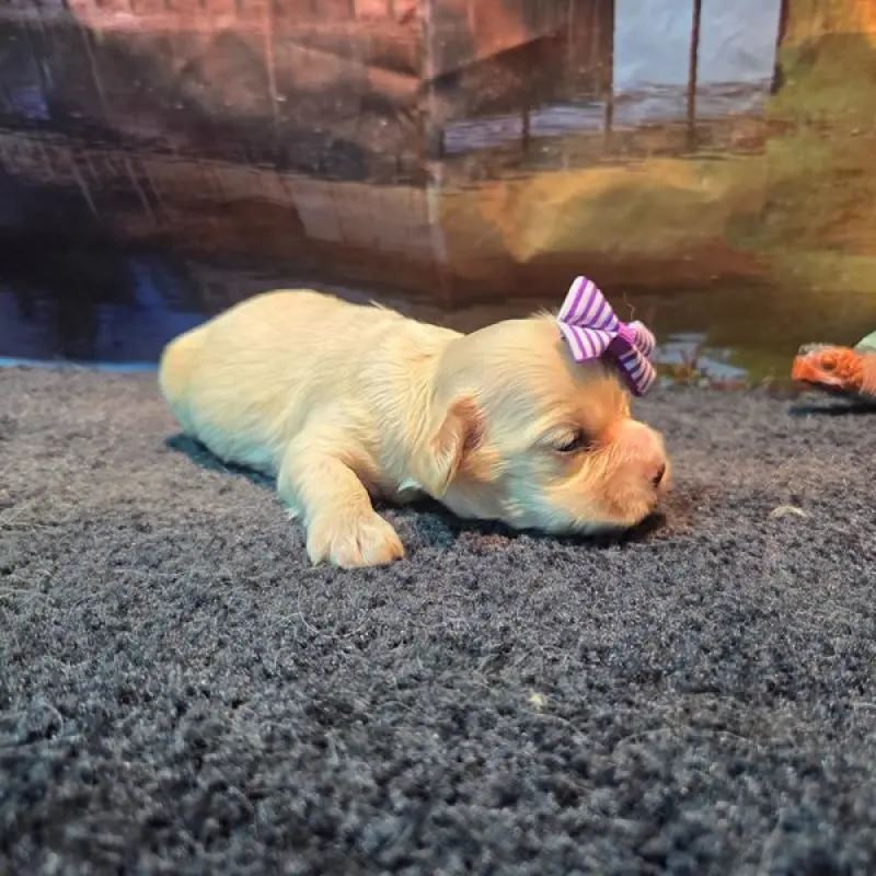 Penny | image 2