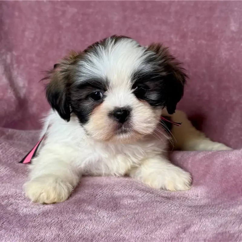 Junebug | image 1
