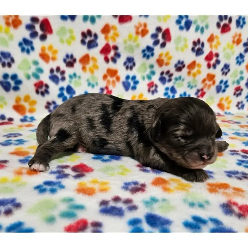 Niko | image 1