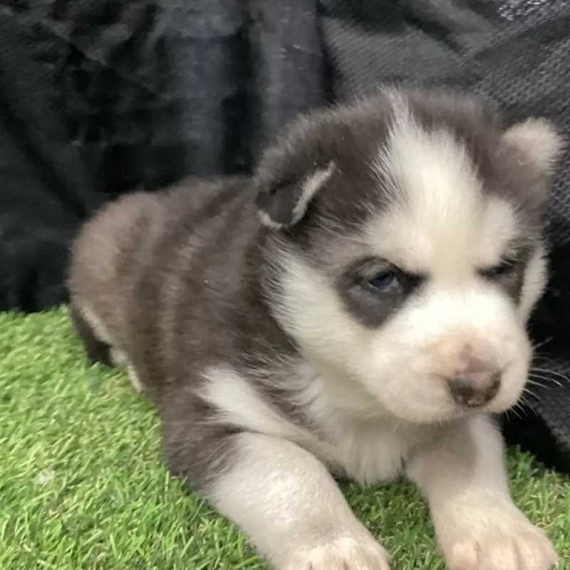 Major | image 2