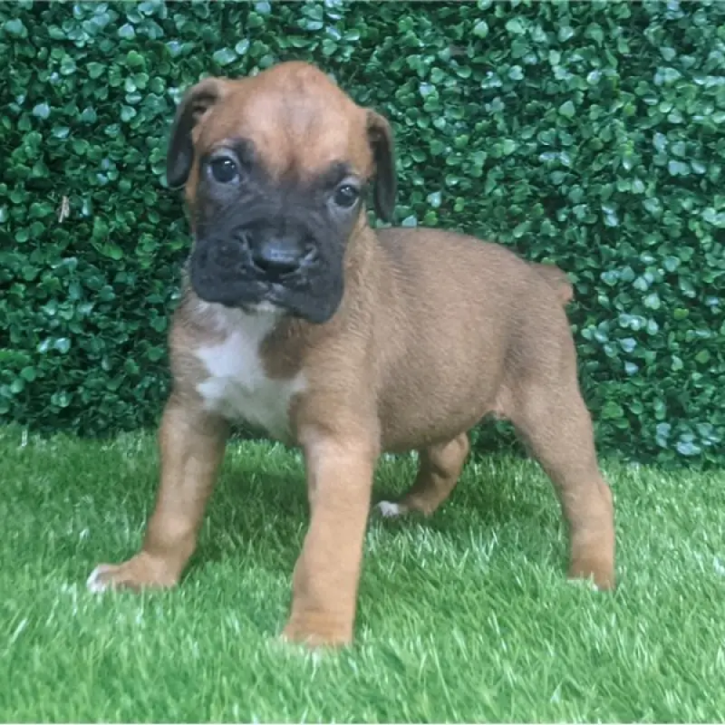 Striker | image 9