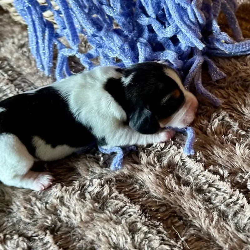 Franco | image 3