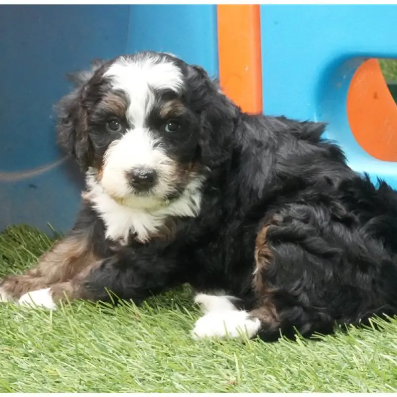 Addie | image 5