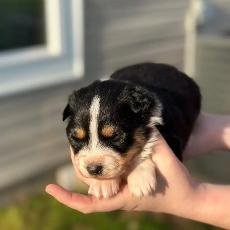 Belle | image 6