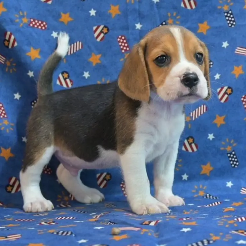 Archie | image 1