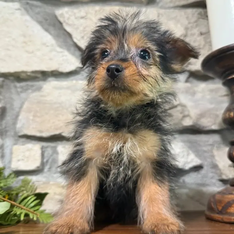 Dibby | image 2