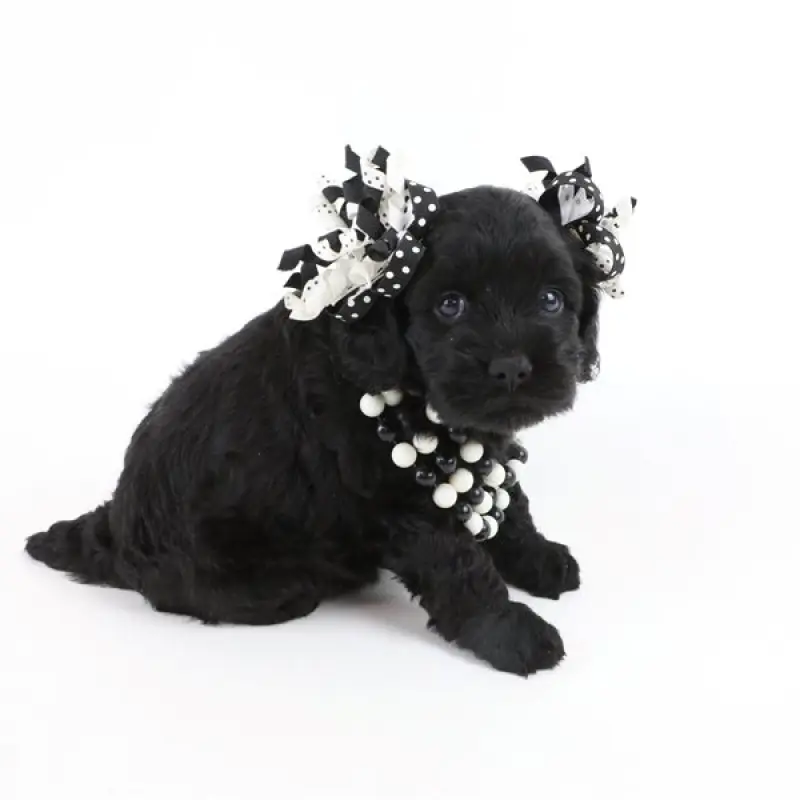 Holly | image 2