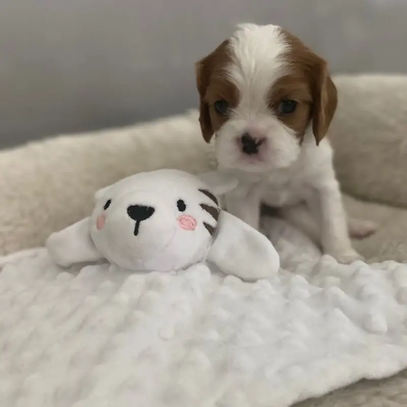 William | image 2