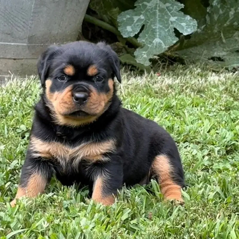 Kali | image 2