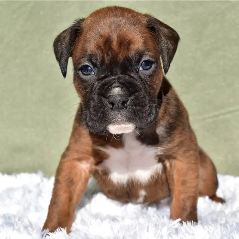 Darby | image 1