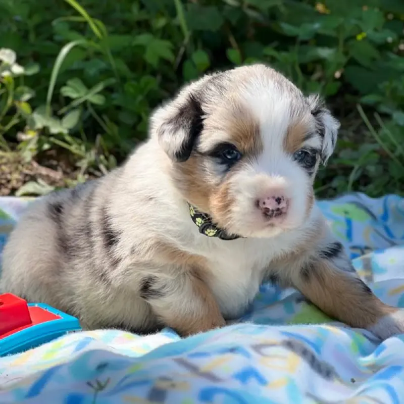 Joey | image 6