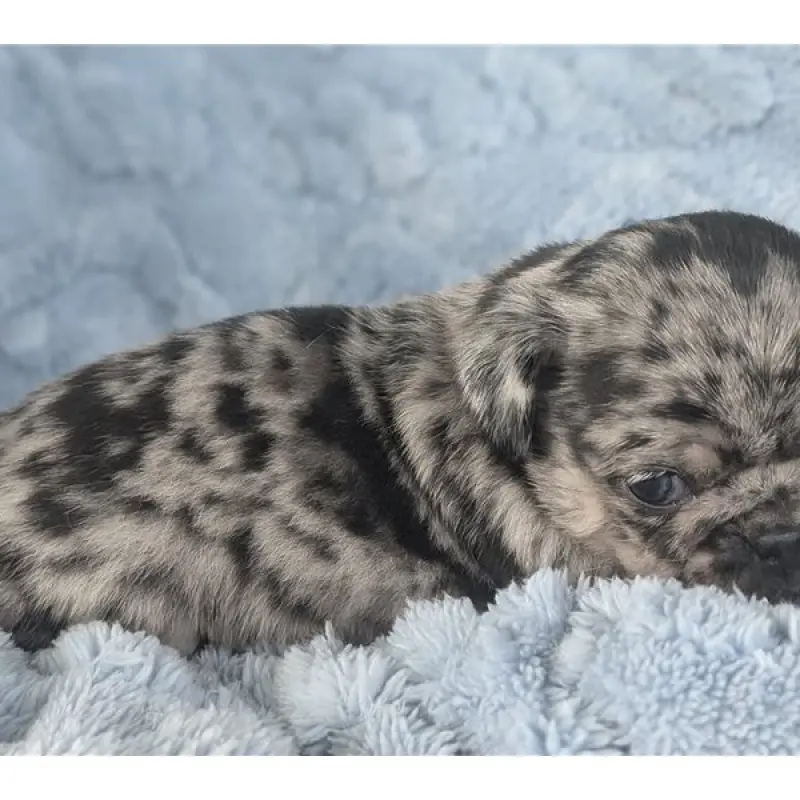 Leo | image 1