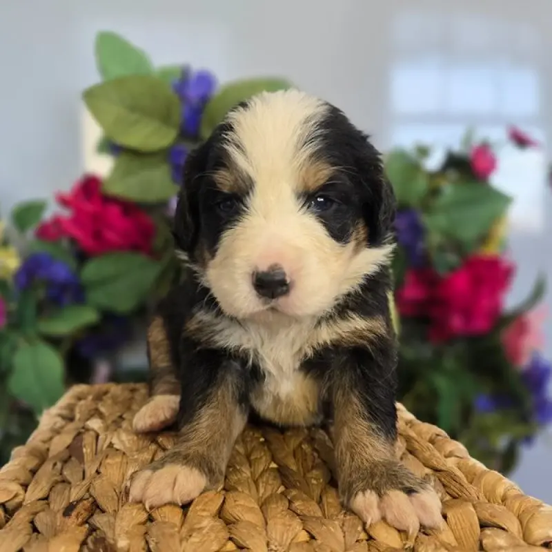 Madeline | image 1