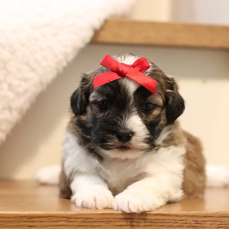 Chloe | image 1