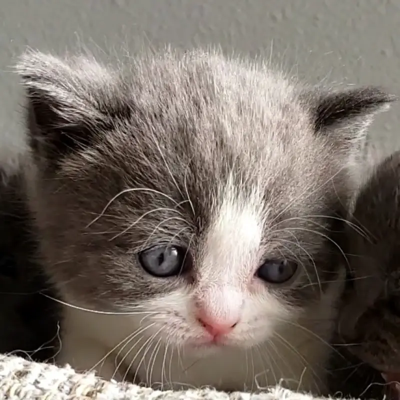 British Shorthair | image 2