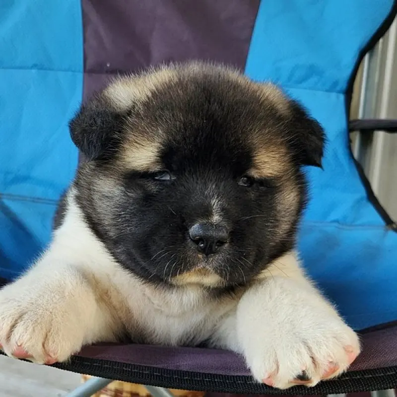Stella | image 9