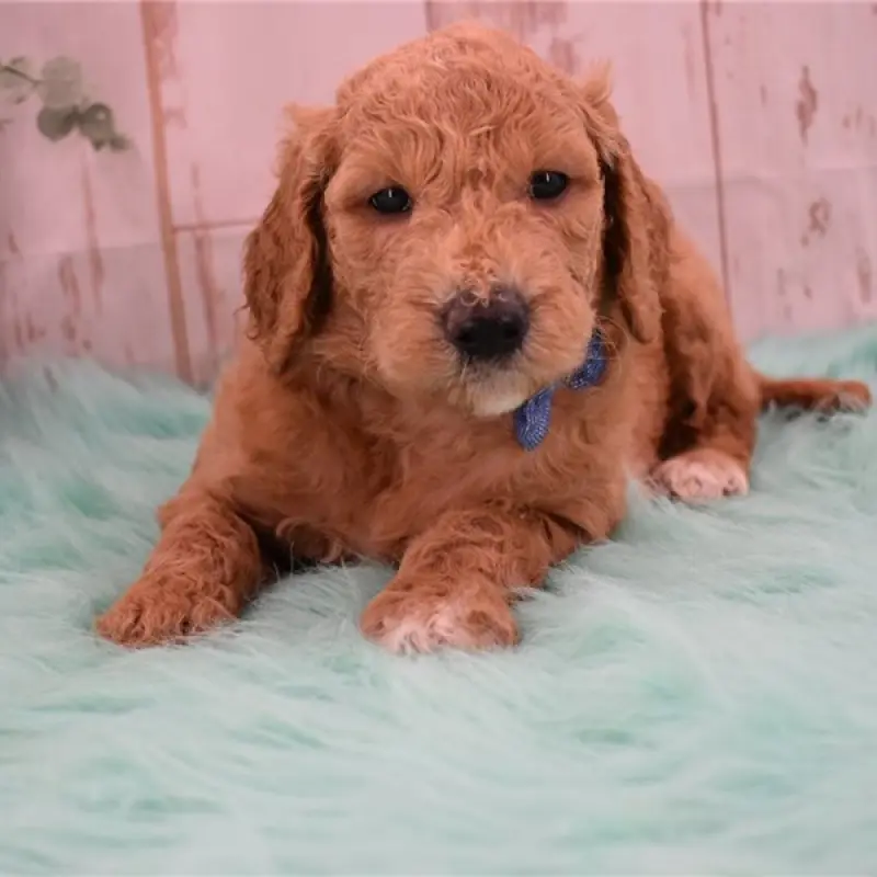 Nigel | image 9