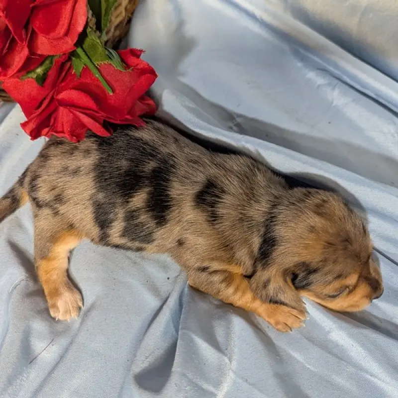 Farrah | image 2