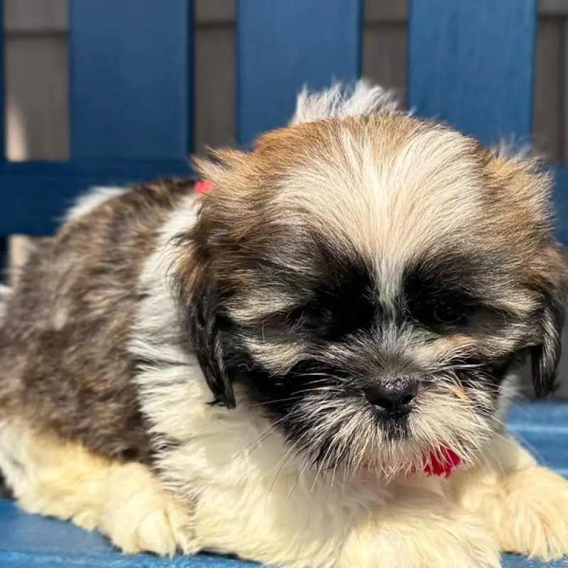 Gerald | image 1