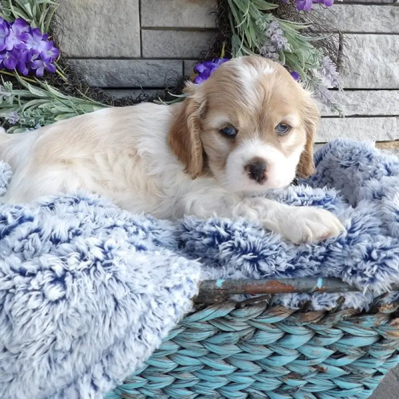 Elias | image 1
