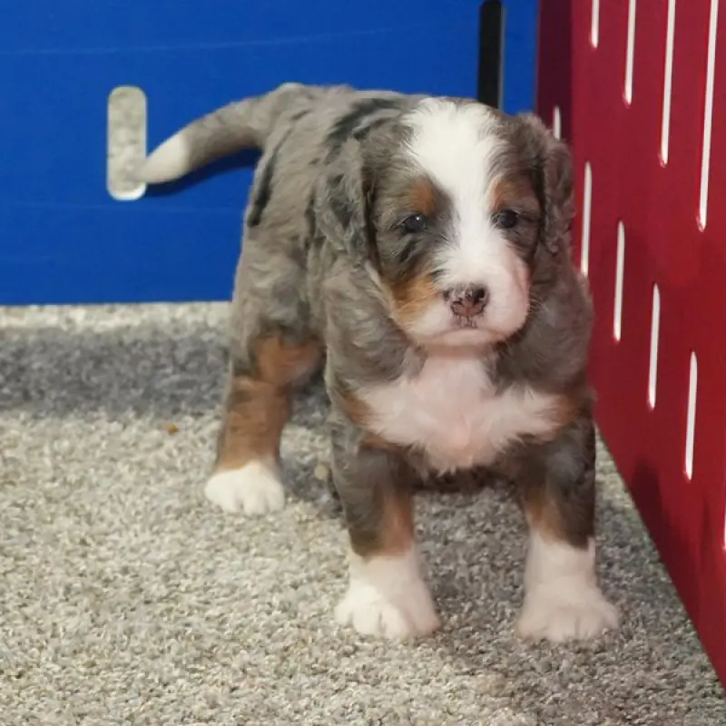 Maggie | image 2