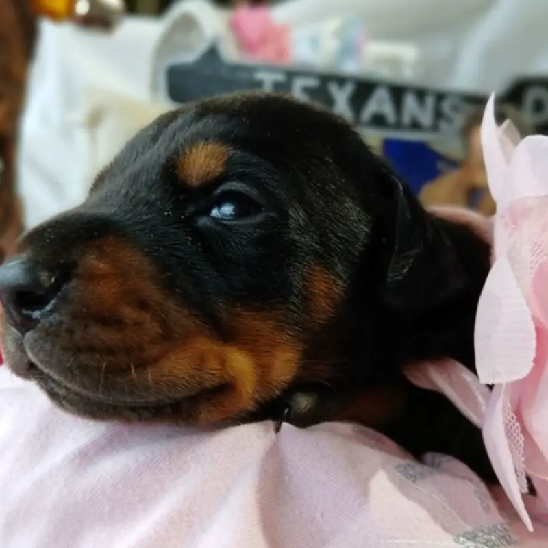 Esme Noir | image 6