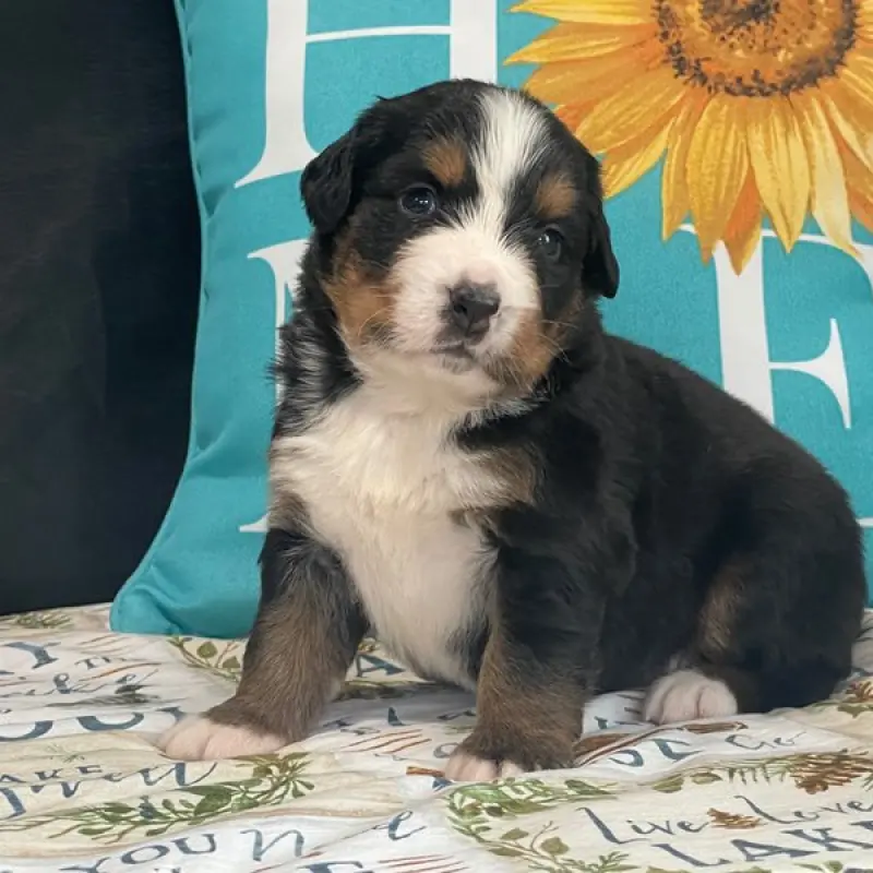 Brianna | image 4