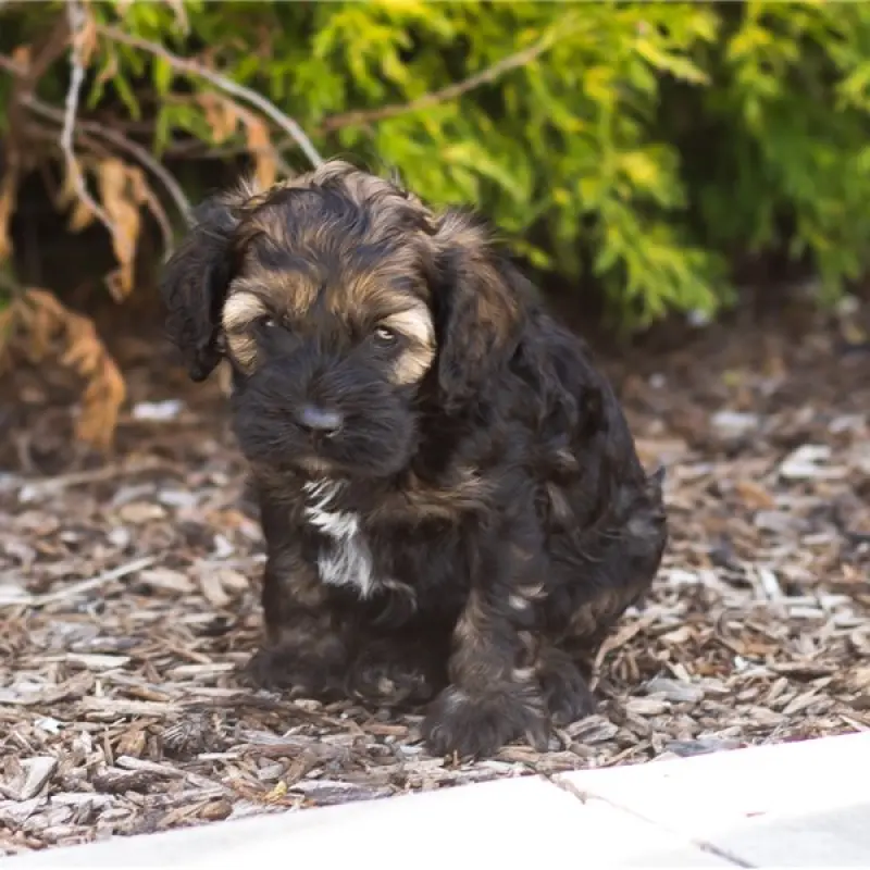 Gizmo | image 1