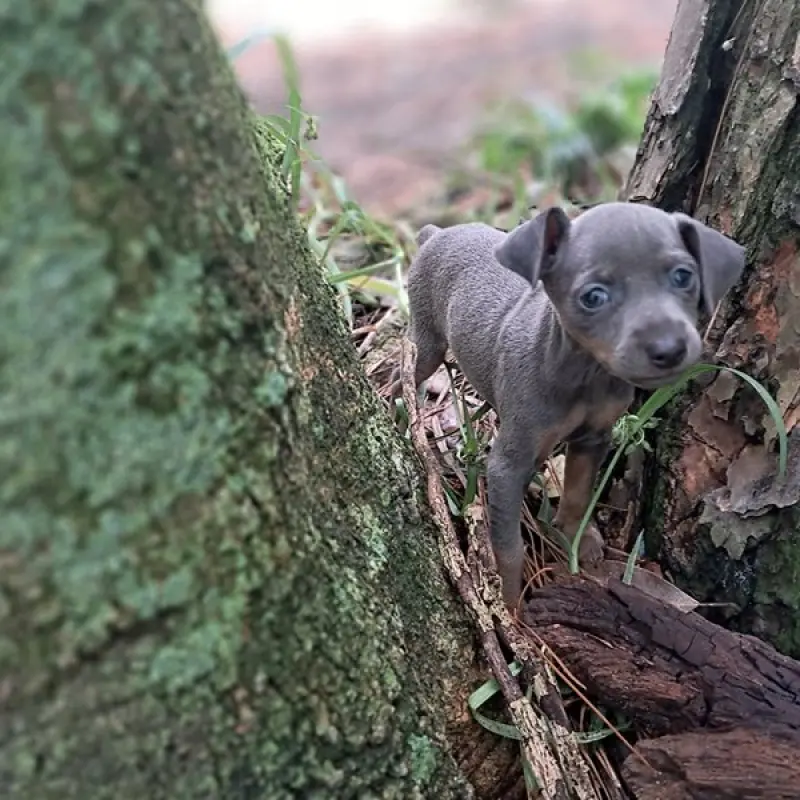 Dusty | image 4