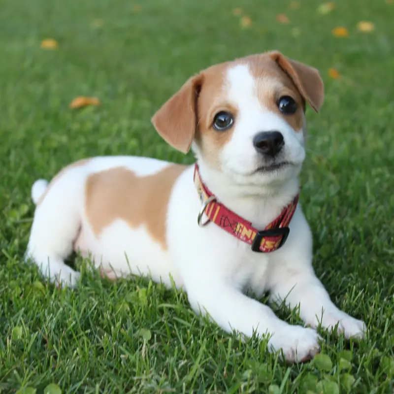 Test advertisement about - Adorable Jack Russell Terrier Puppies For Sale | image 2