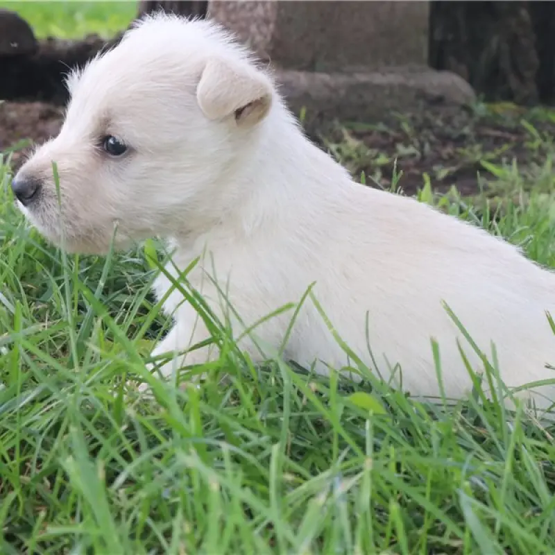 Josie | image 3