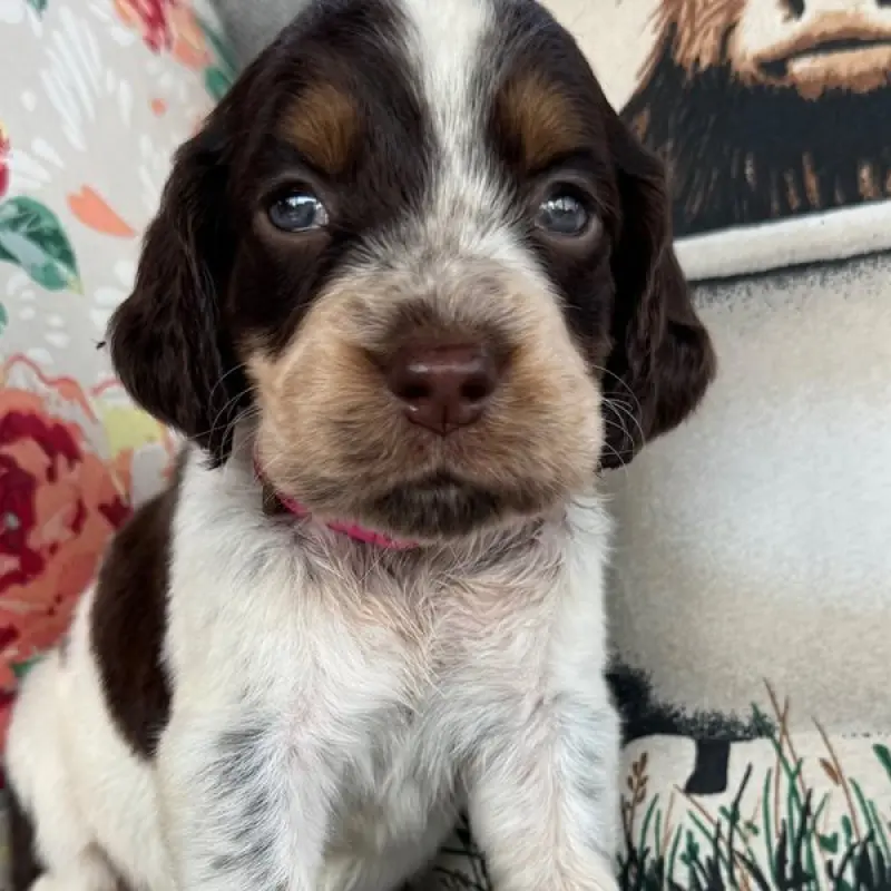 Bella | image 2
