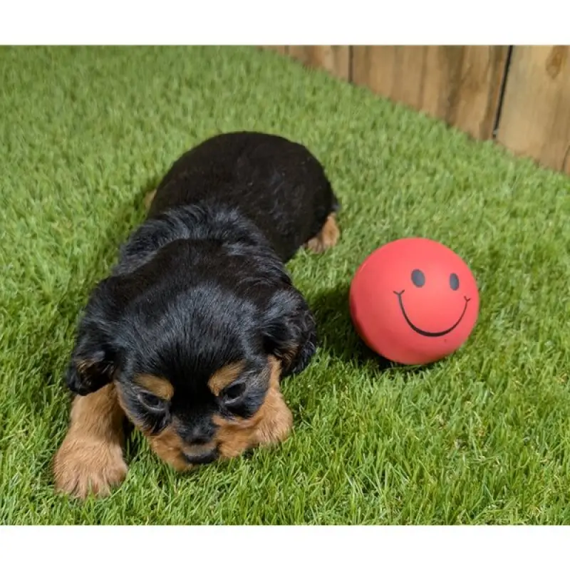 Holly | image 1