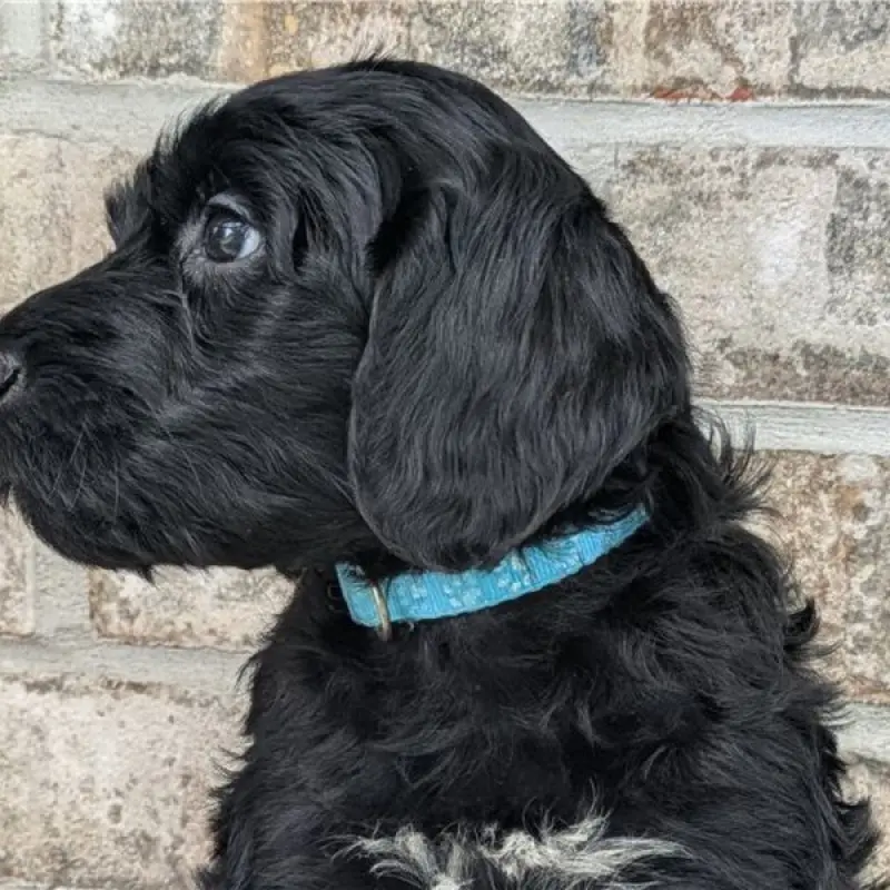 Mateo | image 6