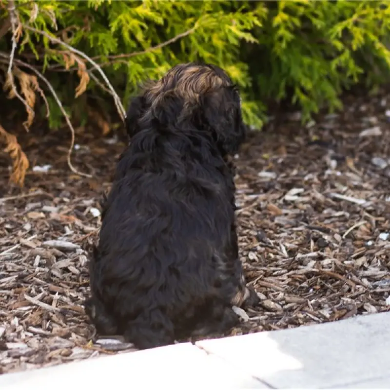 Gizmo | image 4