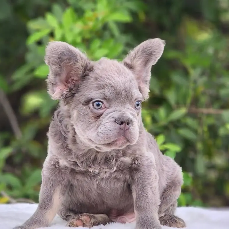 Tater | image 4