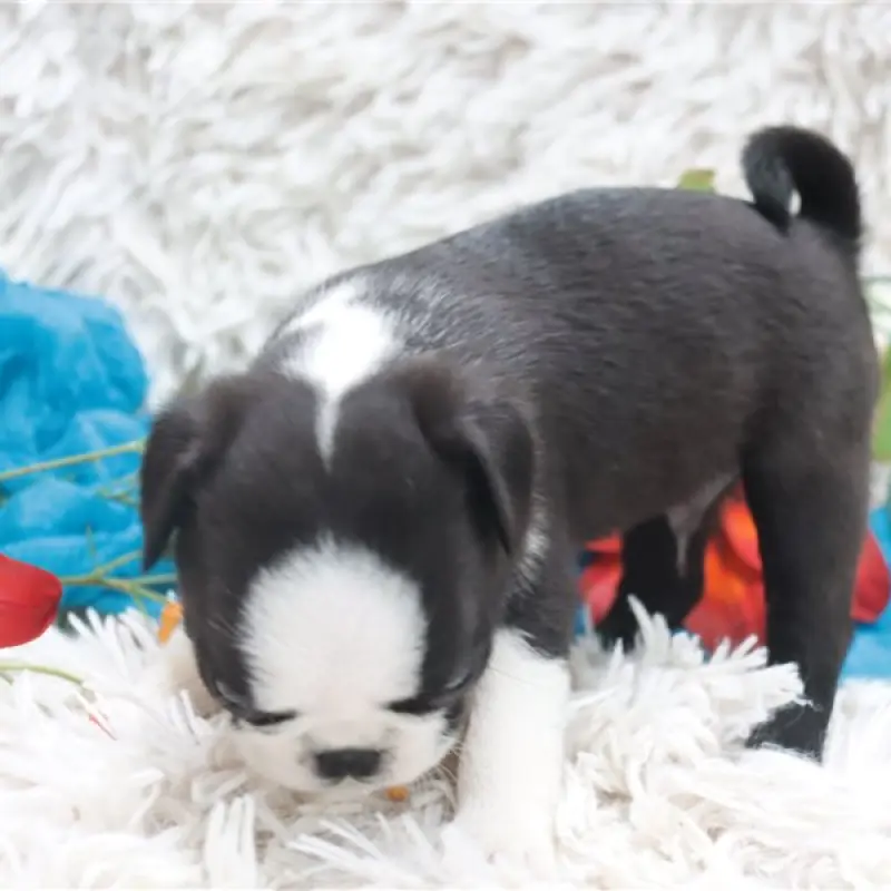 Charlie | image 3