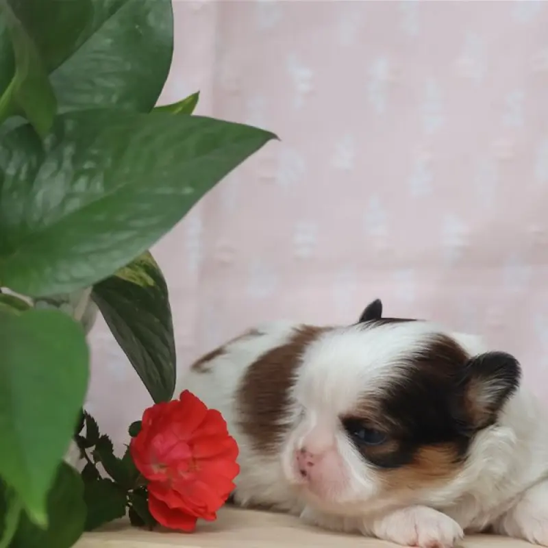 Bella | image 6