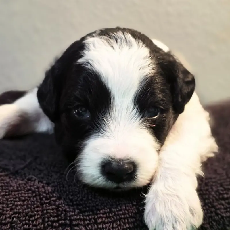 Dominic | image 6
