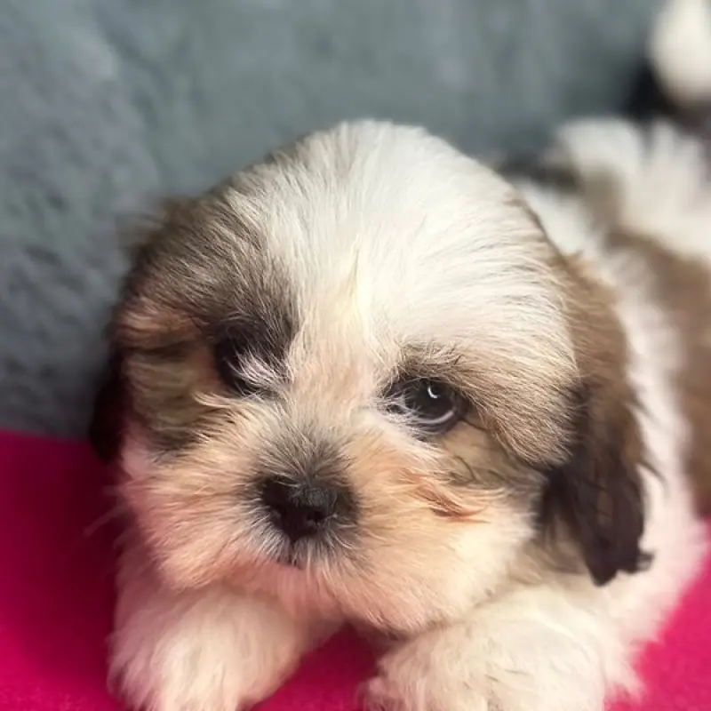 Daisy | image 6