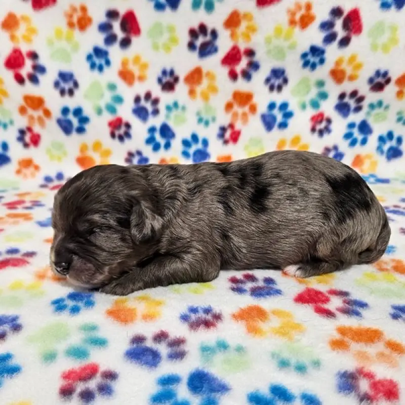 Niko | image 3