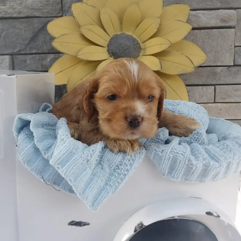 Baxter | image 1