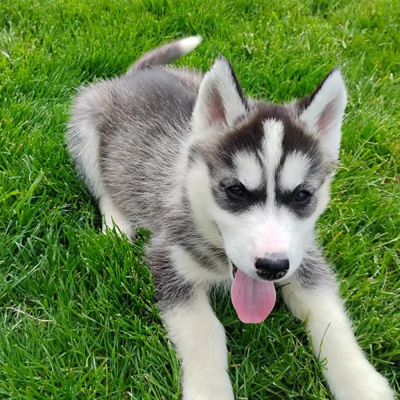 Bonnie | image 1