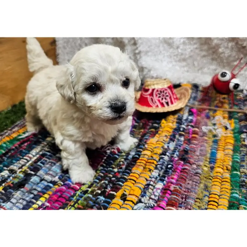 Kyro | image 2