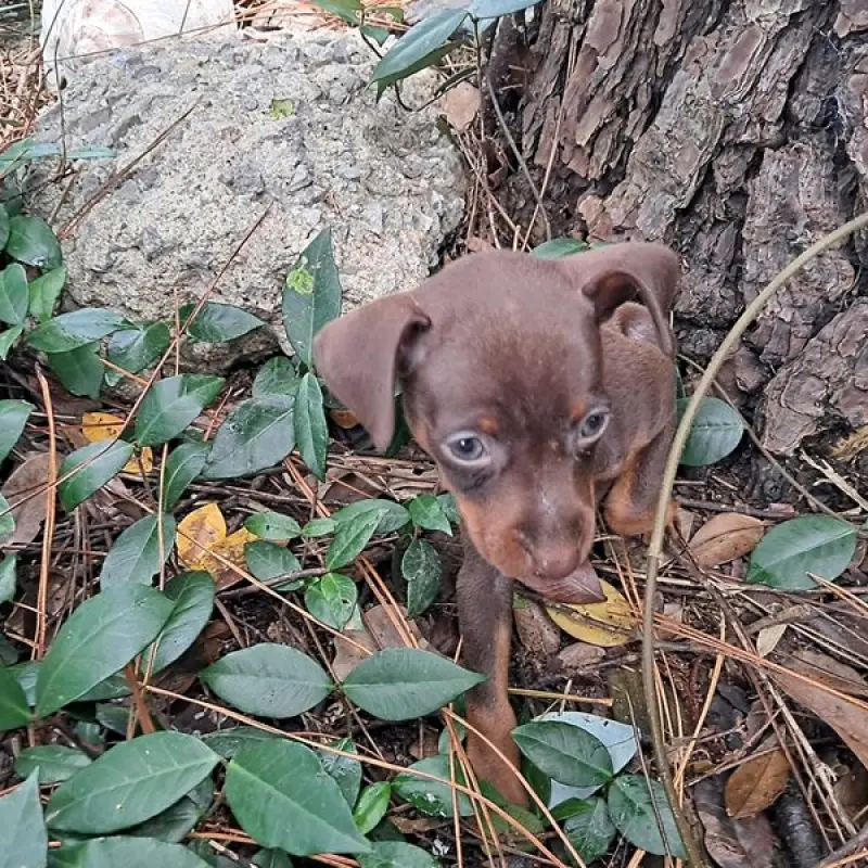 Stormie | image 4