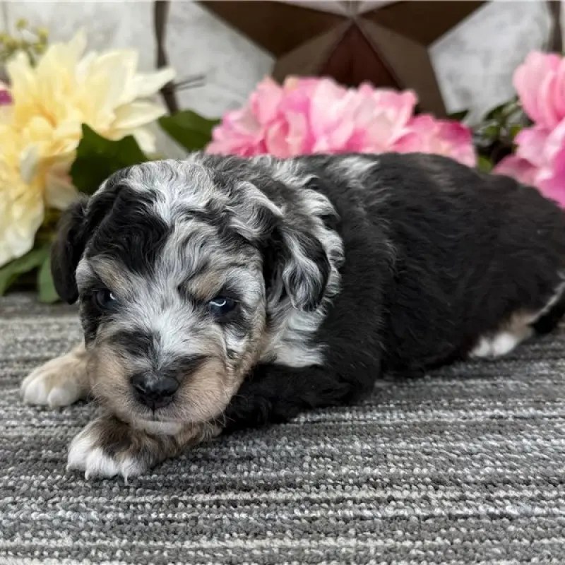 Zane | image 1