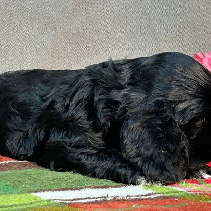 Isabelle | image 4